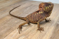 Corytophanes cristatus, adult