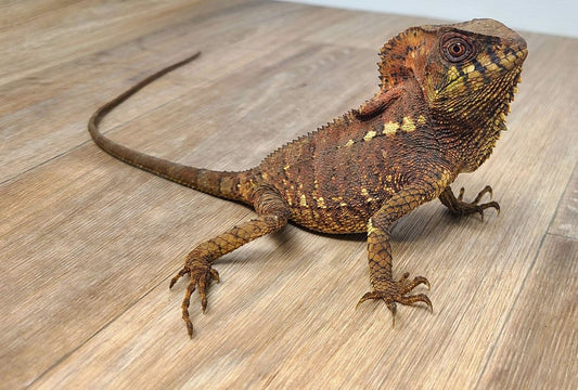 Corytophanes cristatus, adult
