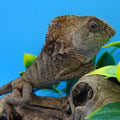 Corytophanes cristatus, adult