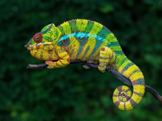 Furcifer pardalis Ambilobe (Panther chamaleon )