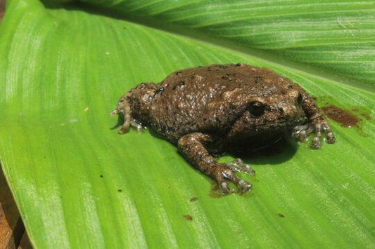 Kaloula baleata (Javanese Bullfrog)