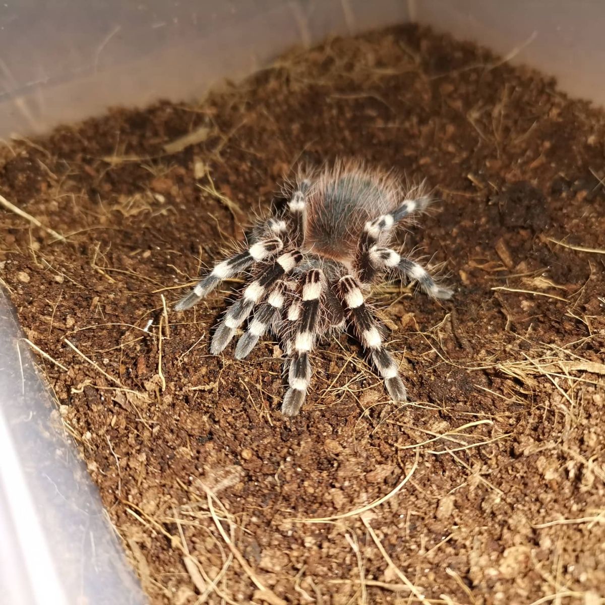 Acanthoscurria geniculata (Brazilian Giant Whiteknee Tarantula)