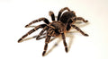 Aphonopelma	seemanni