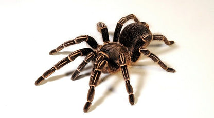 Aphonopelma	seemanni