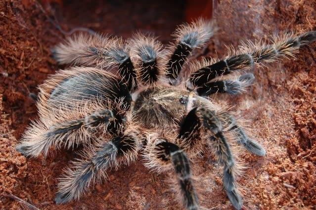 Brachypelma albopilosum (Curlyhair tarantula)