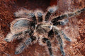 Brachypelma albopilosum (Curlyhair tarantula)