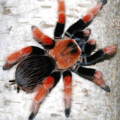 Brachypelma boehmei