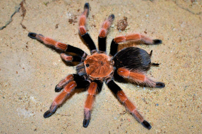 Brachypelma boehmei