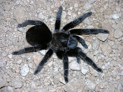 Brachypelma schroederi