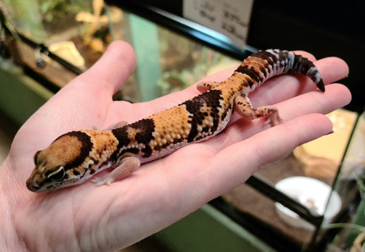 Hemitheconyx	caudicinctus (Fat-tail Gecko)