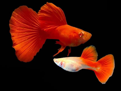 Poecilia reticulatu  (Red Gla )