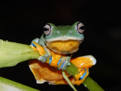 Rhacophorus reinwardtii (The Black-webbed Treefrog )