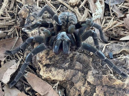 Cyriopagopus	paganus 6cm (Thai Tiger)