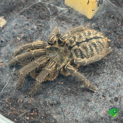 Cyriopagopus	paganus 6cm (Thai Tiger)