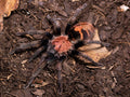 Davus Cyclosternum pentaloris 2 cm (Guatemalan tiger rump )