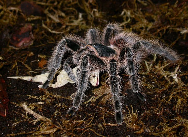 Lasiodora striatipes 3 cm