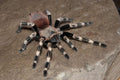 Nhandu coloratovillosus