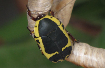 Pachnoda sinuata flaviventris (Garden fruit chafer)