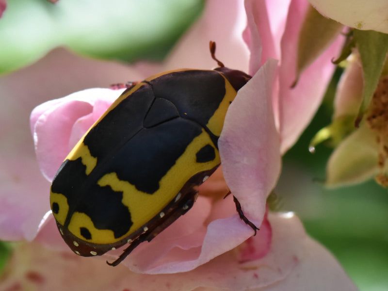 Pachnoda sinuata flaviventris (Garden fruit chafer)