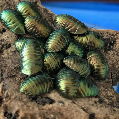 Pseudoglomeris magnifica (Emerald roach)