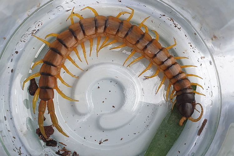 Scolopendra 4-6cm