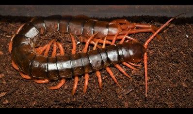 Scolopendra subspinipes L (Orange Legged Centipede)