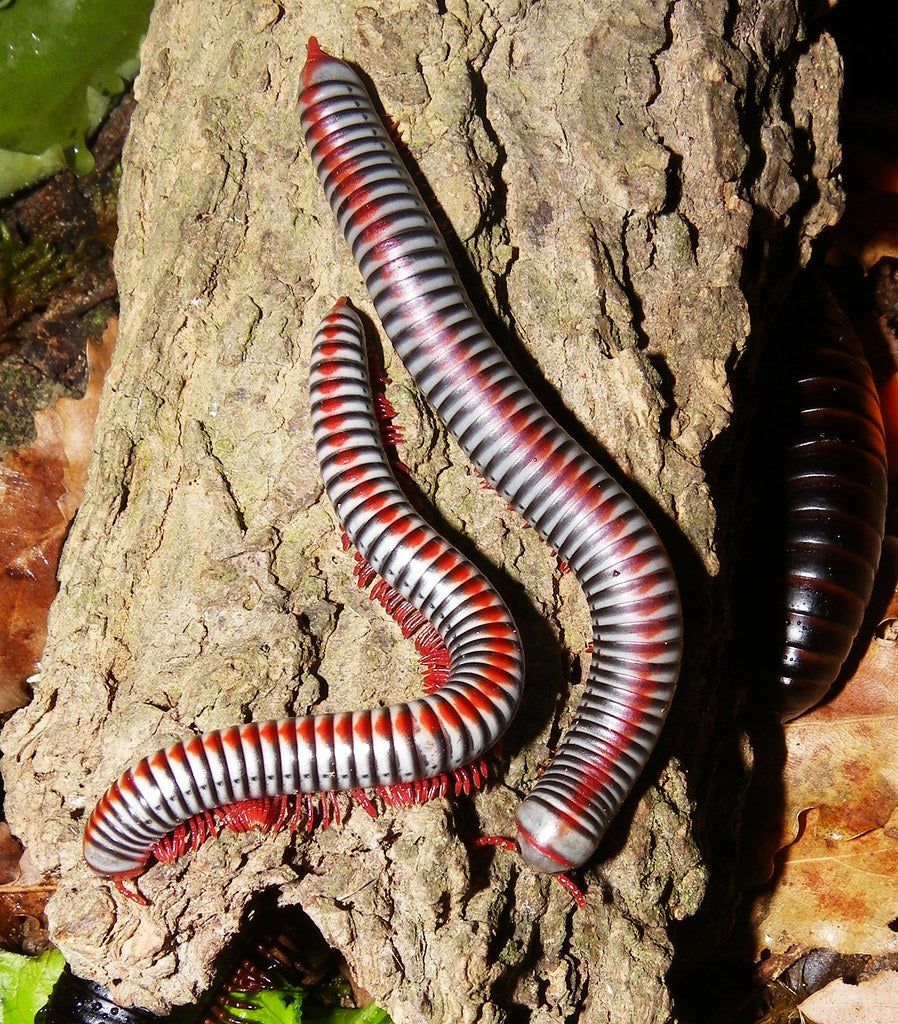 Tonkinbolus dollfusii M-L (Vietnam rainbow millipede)