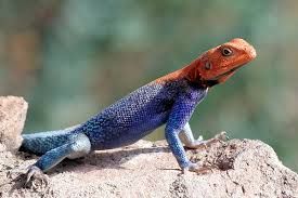 Agama agama (Red-headed Rock Agama )