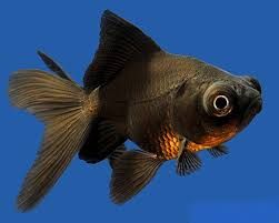 Carassius auratus Black telescope 5-6cm