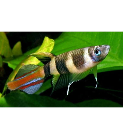 Epiplatys anulatus (Banded panchax)