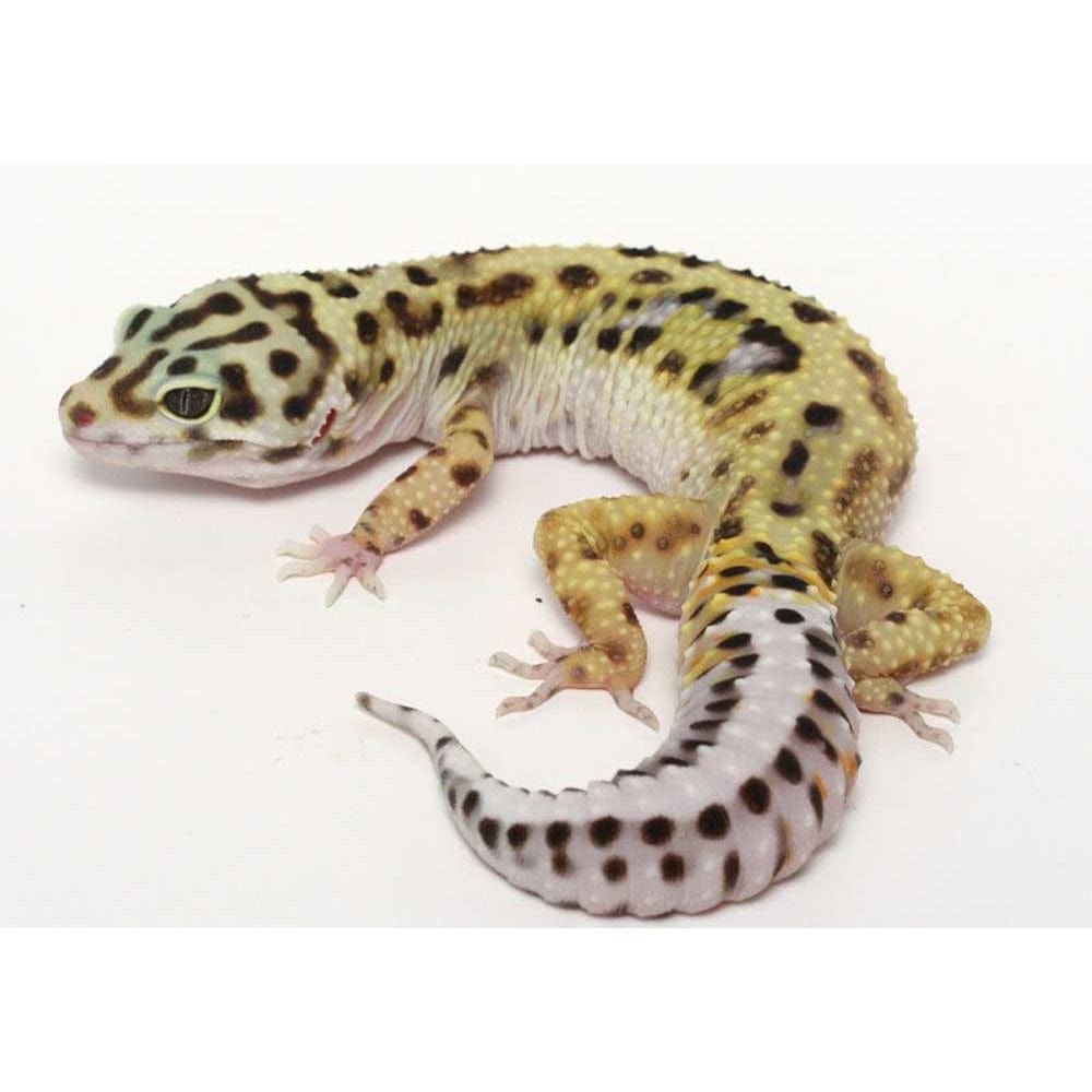 Eublepharis macularius (leopard gecko)