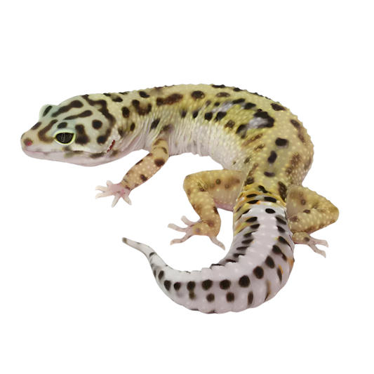 Eublepharis macularius (leopard gecko) baby