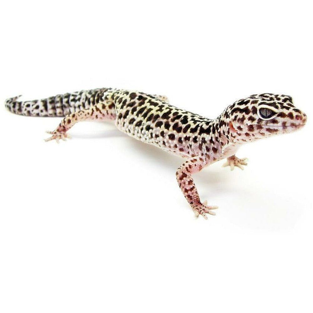 Eublepharis macularius (leopard gecko)