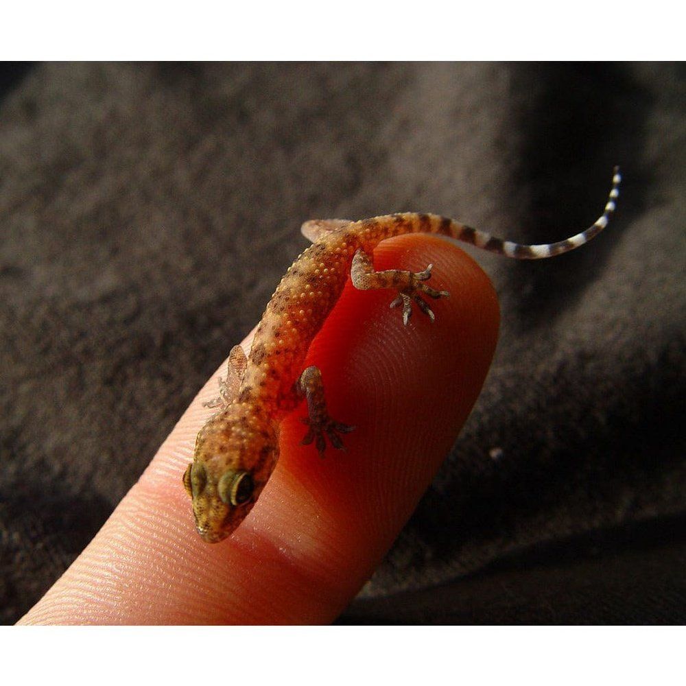 Hemidactylus frenatus (House Gecko) adult