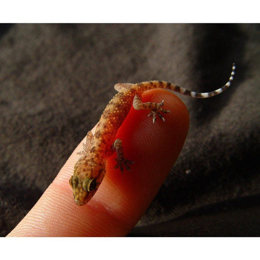 Hemidactylus frenatus (House Gecko) adult