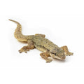 Hemidactylus frenatus (House Gecko) adult