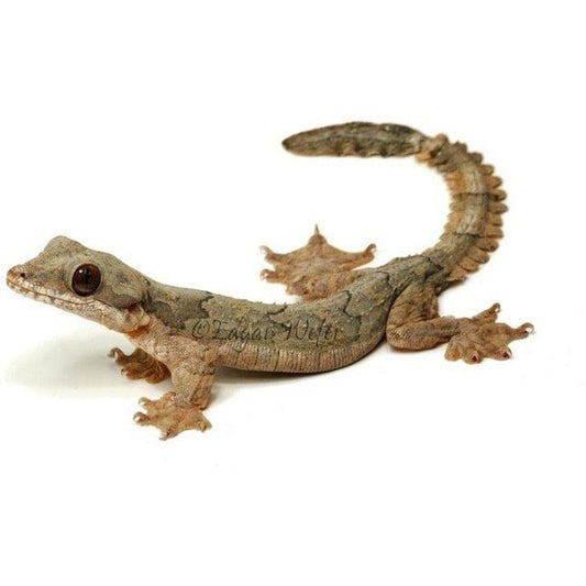 Ptychozoon kuhli (Flying Gecko)