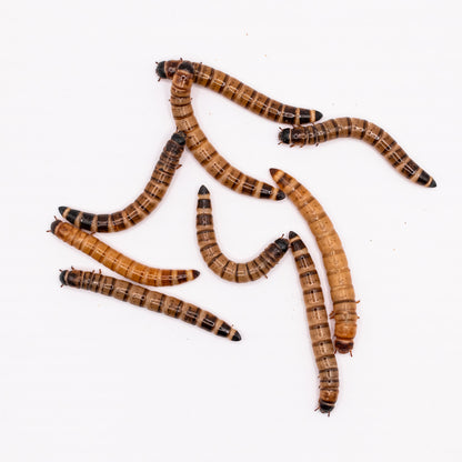 Superworms, viermi Zophobas morio, 2-3 cm