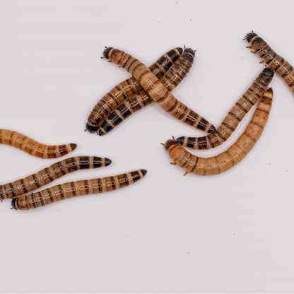 Superworms, viermi Zophobas morio, 2-3 cm