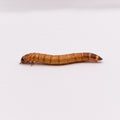 Superworms, viermi Zophobas morio