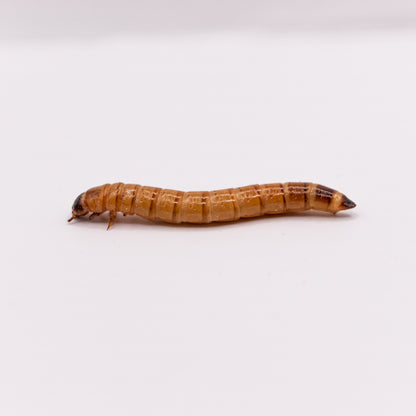 Superworms, viermi Zophobas morio, 2-3 cm