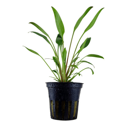 Planta de acvariu, Cryptocoryne x willi i
