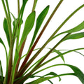 Planta de acvariu, Cryptocoryne x willi i