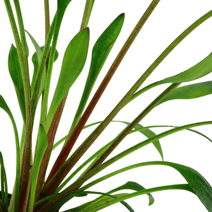 Planta de acvariu, Cryptocoryne x willi i