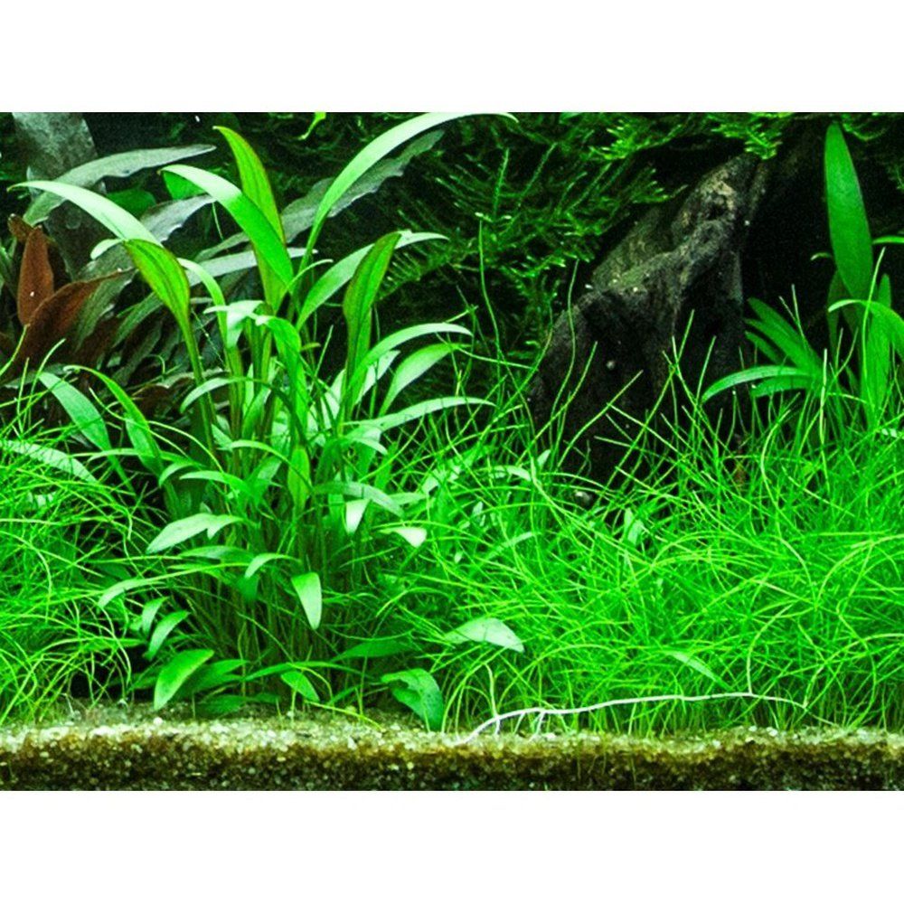 Plantă naturală de acvariu, Tropica, Cryptocoryne x willisi