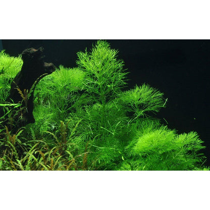 Planta naturala de acvariu, Tropica, Limnophila aquatica