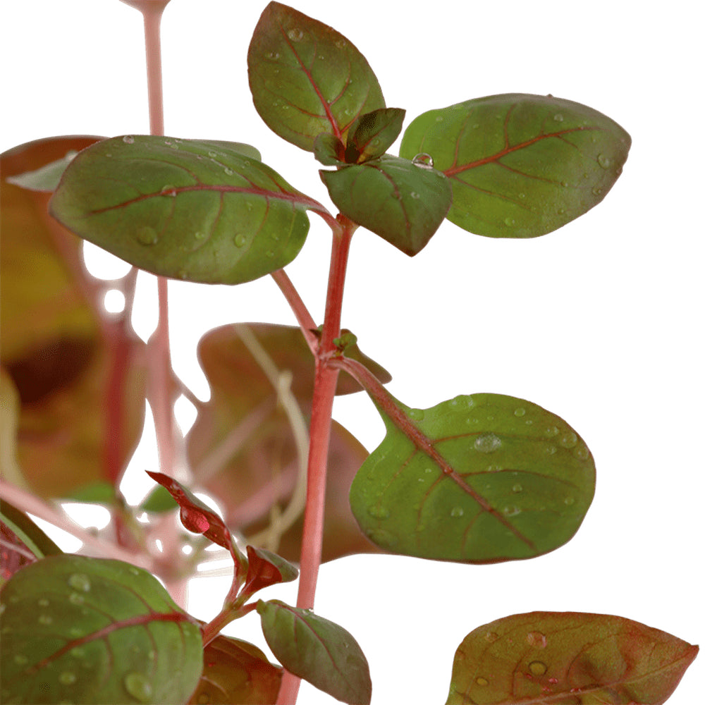 Planta naturala de acvariu, Tropica, Ludwigia palustris Super Red