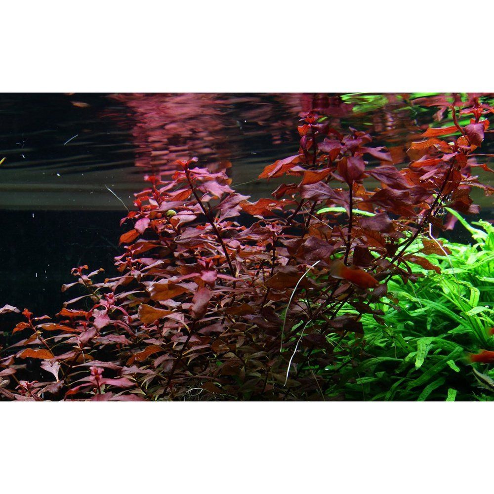 Planta naturala de acvariu, Tropica, Ludwigia palustris Super Red