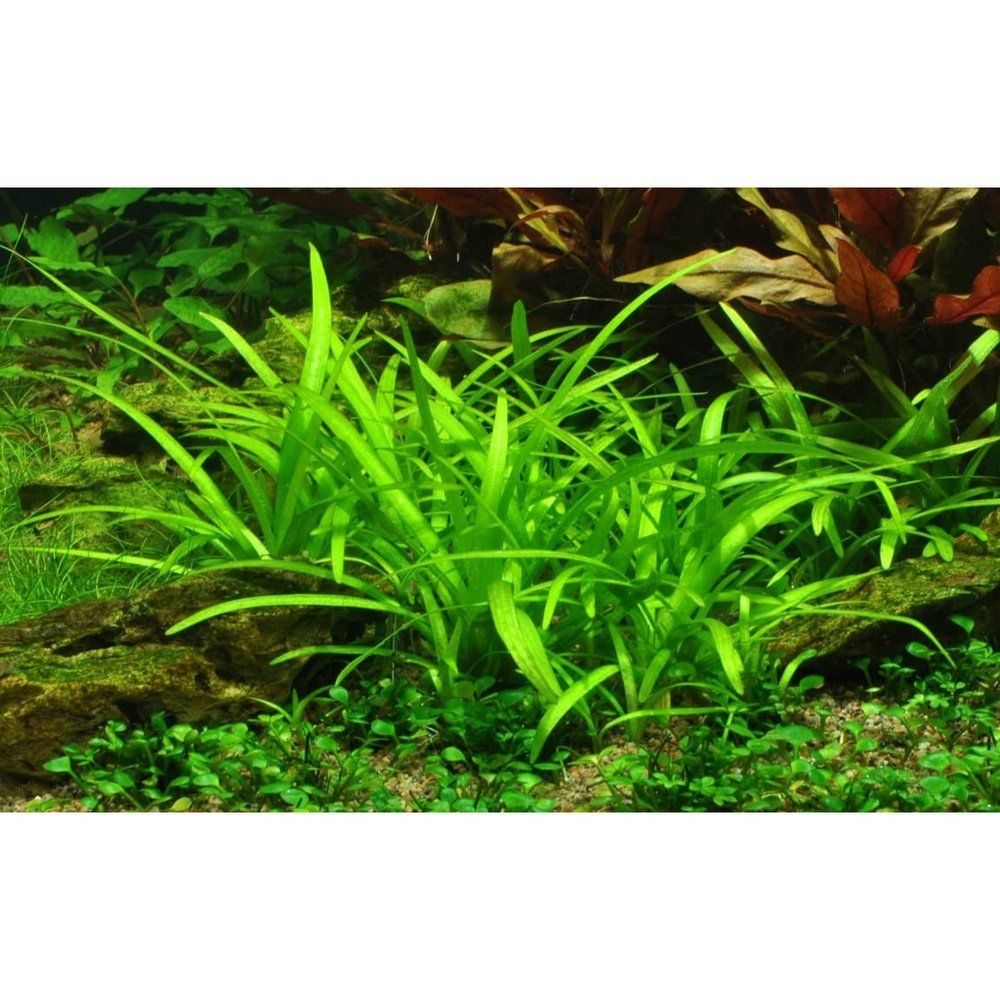 Planta naturala de acvariu, Tropica, Sagittaria subulata 1-2 Grow!, 5 cm
