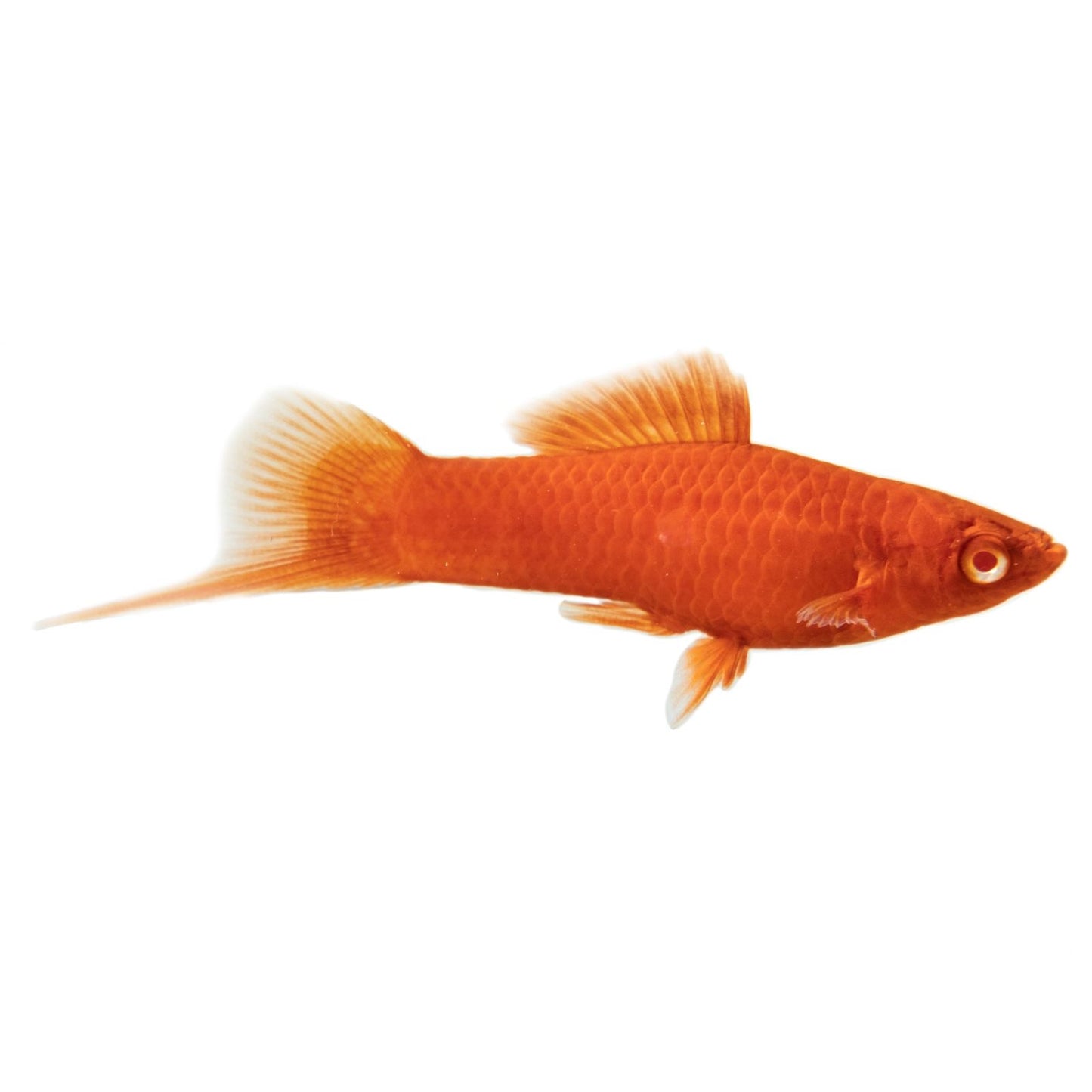 Peste vivipar, Xiphophorus helleri red wagteil (swordtail red wagtail) 4-5 cm